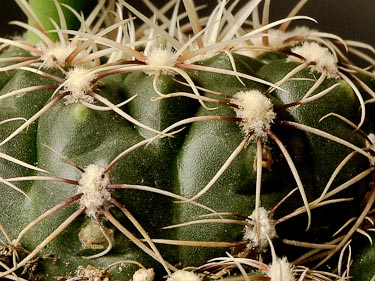 Gymnocalycium leanum ssp netrelianum